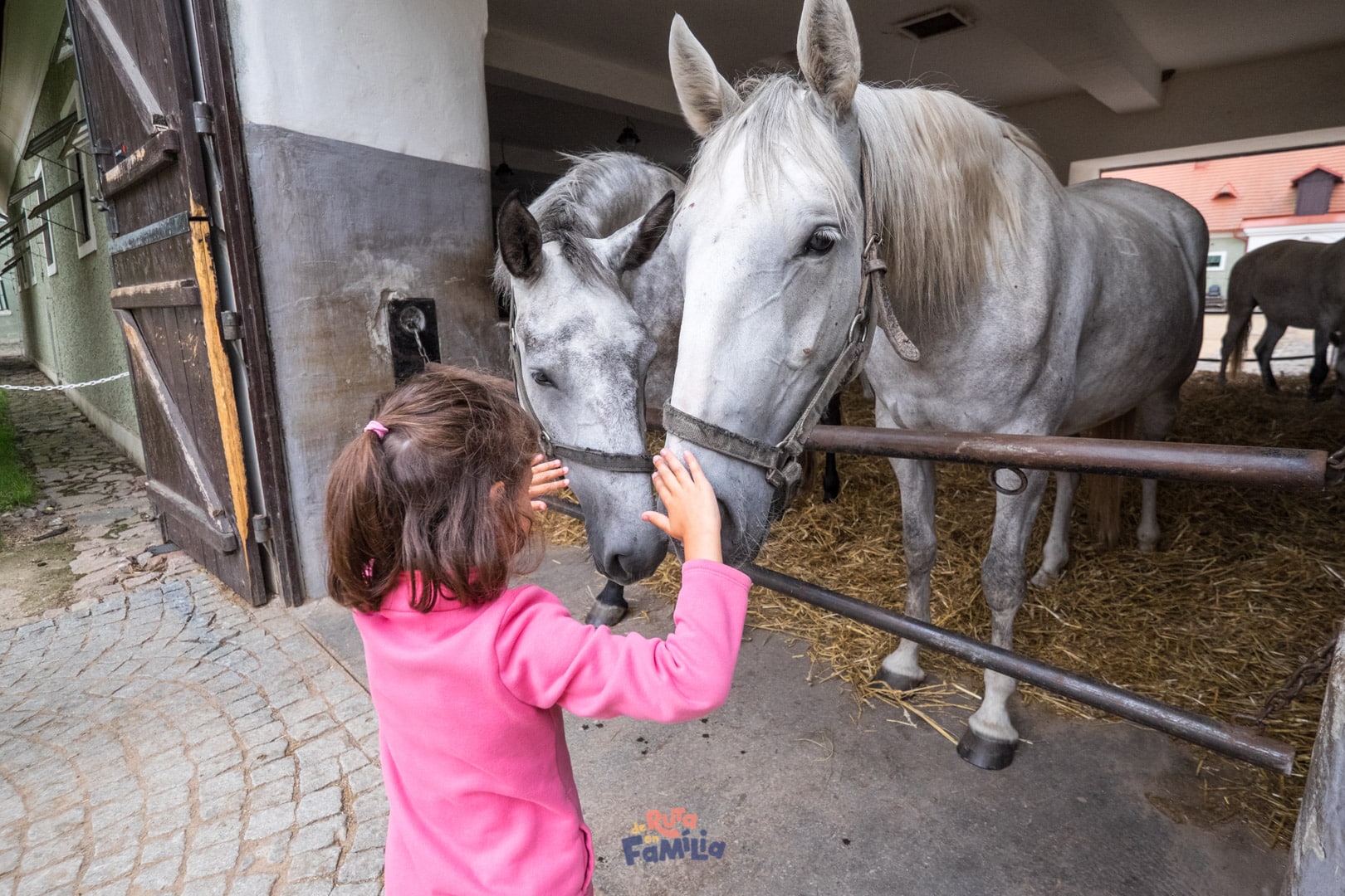 Kladruby_nad_Labem_derutaenfamilia_007 caballo Kladruber
