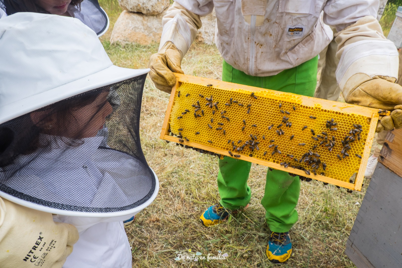 Cultura ecològica per a famílies - El món de les abelles Activitat El món de les abelles de Drac Actiu