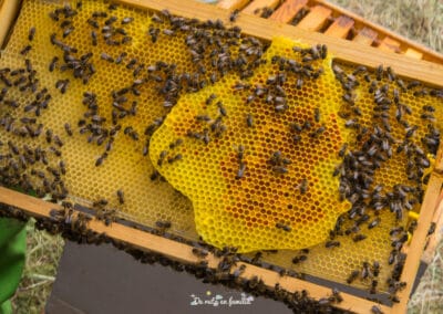 Activitat El món de les abelles de Drac Actiu
