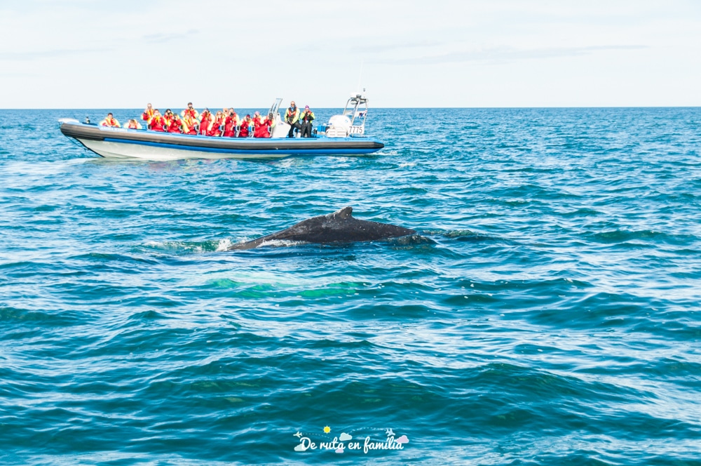 La nostra experiència albirant balenes a Húsavík, al nord d’Islàndia