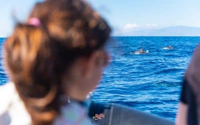 Veure dofins i balenes a Tenerife, una experiència inoblidable