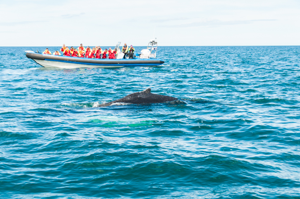 Nuestra experiencia avistando ballenas en Húsavík, en el norte de Islandia