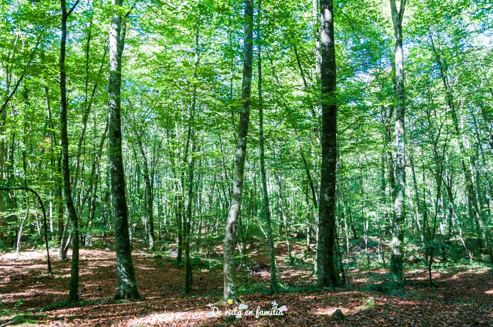 fageda d'en jordà garrotxa