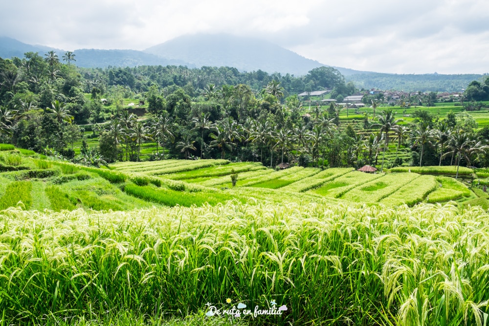 excursiones privadas en español en Bali