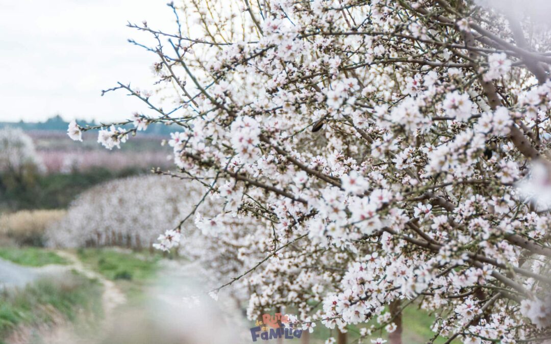 Floración en Cataluña. Localizaciones y fechas para disfrutar de la floración en todo el país