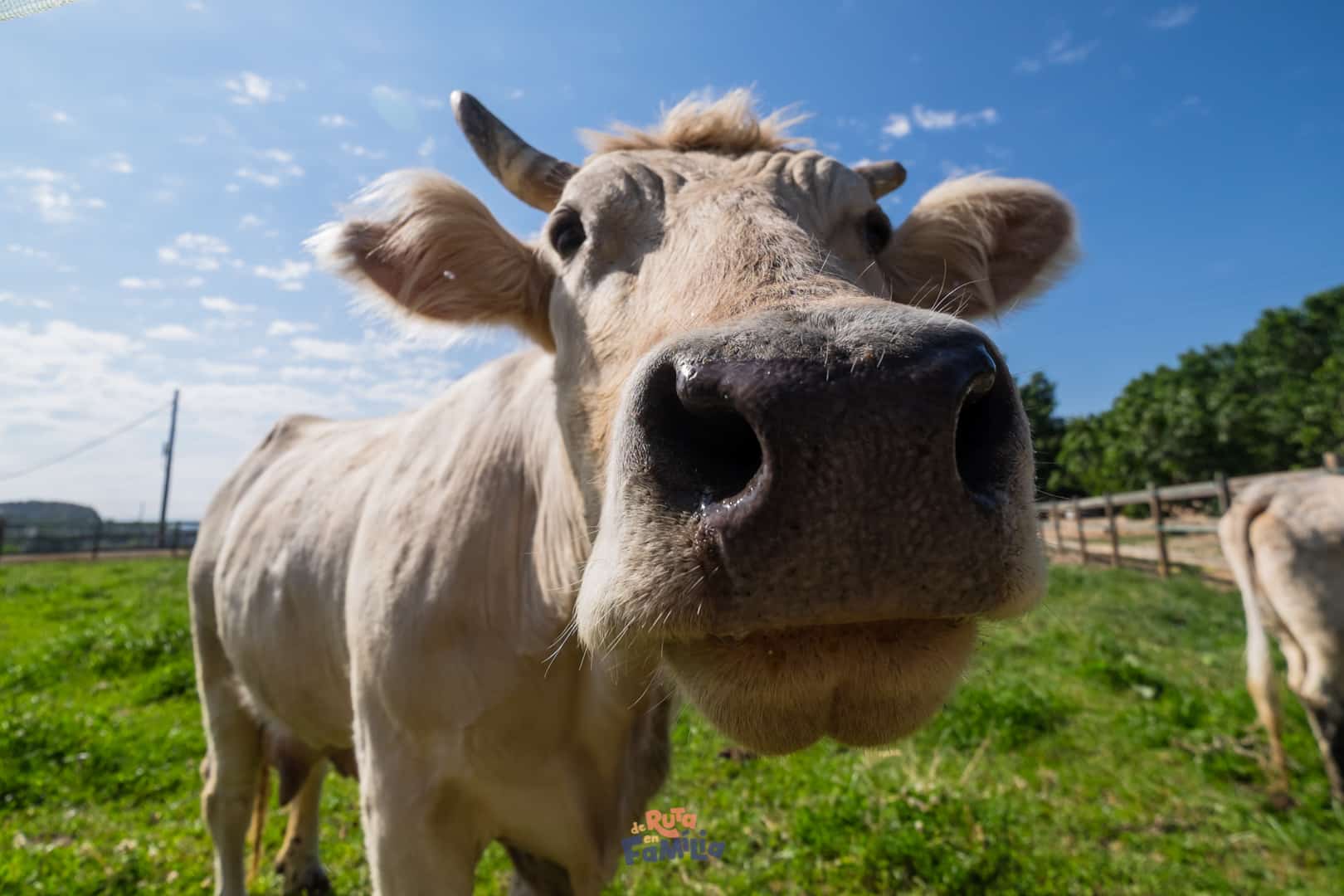 granja_pifarre_lleida_derutaenfamilia_011