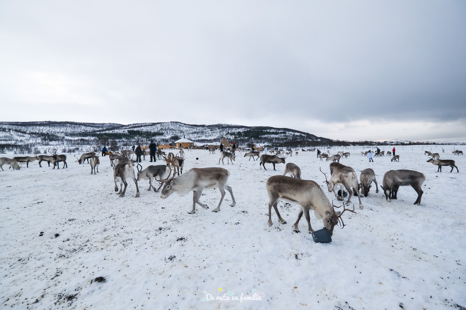 Granja de rens a Tromso