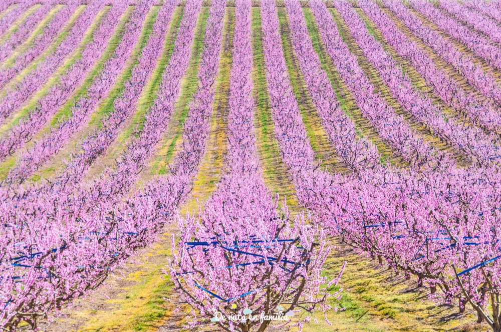 ruta de la flor del melocotonero en Aitona con Fruiturisme