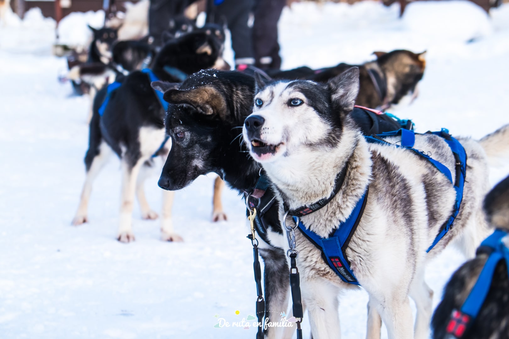 trineu de gossos a Tromso