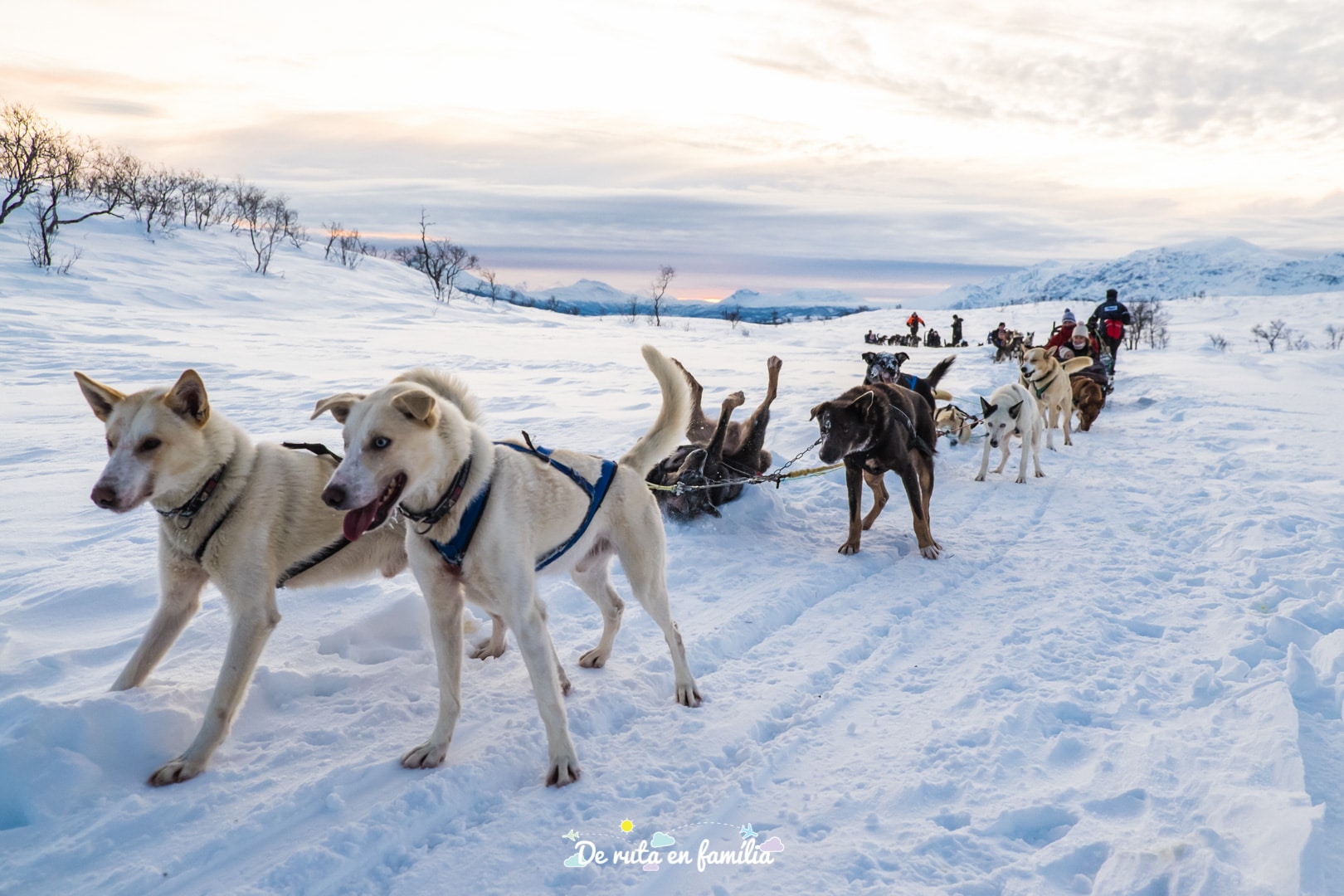 trineu de gossos a Tromso