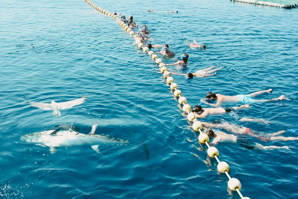 tuna_tour_ametlla_de_mar tuna tour a l'Ametlla de Mar