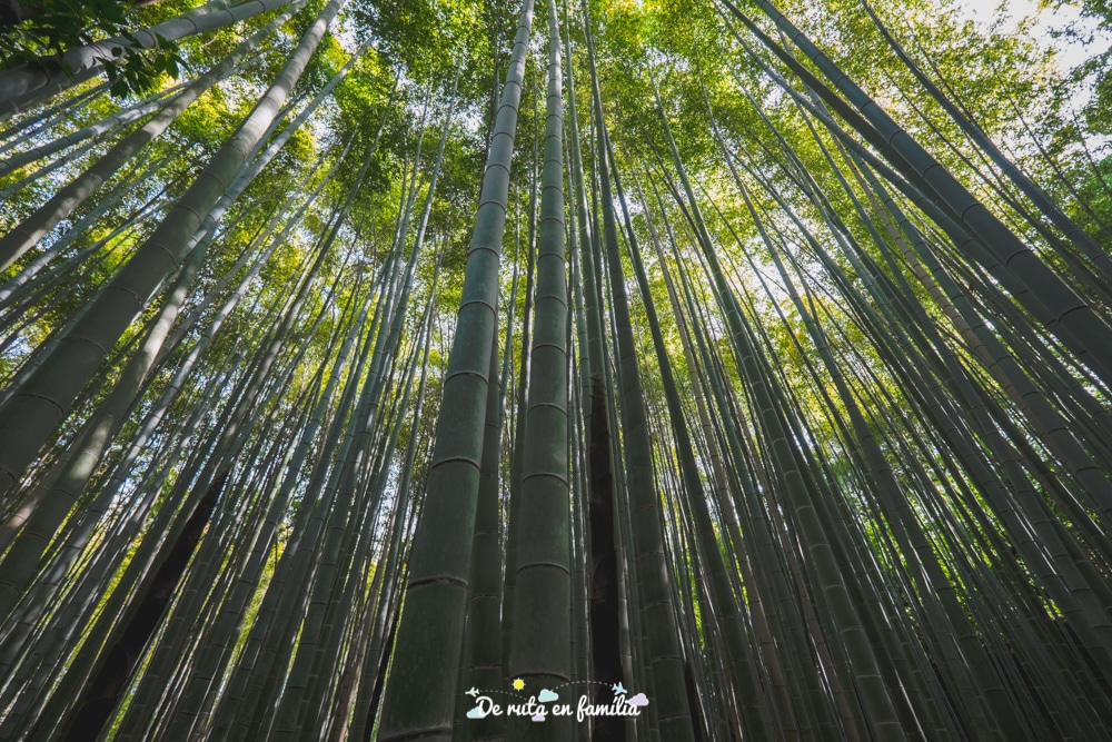 visitar Kyoto bosc de bambú Arashiyama