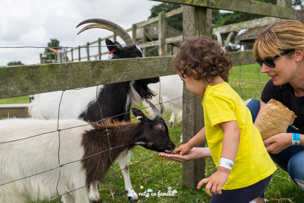 visitar cotswolds farm park amb nens