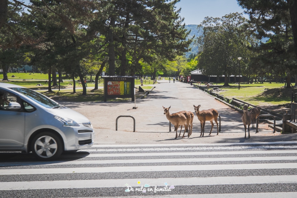 Qué ver en Nara